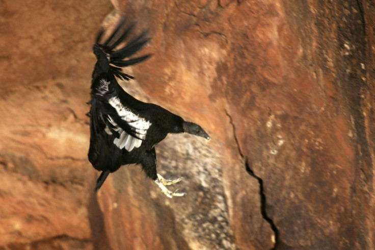 The Green status suggests the California condor would have gone extinct in the wild without conservation