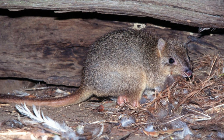 The burrowing bettong now exists in just 5 percent of its indigenous range