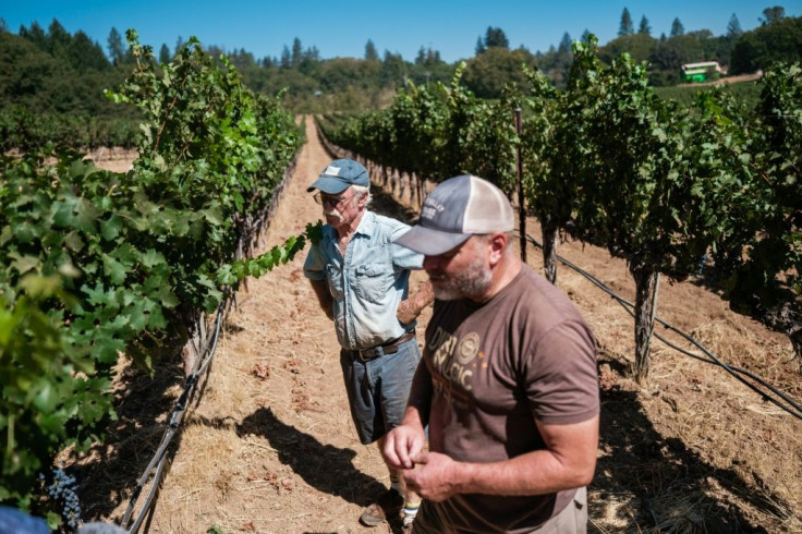 Randy Dunn (L) and his son Mike check on their vines at their Central California vineyard