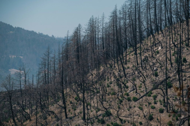 A scorched hillside from last year's Glass Fire is seen near Angwin, California