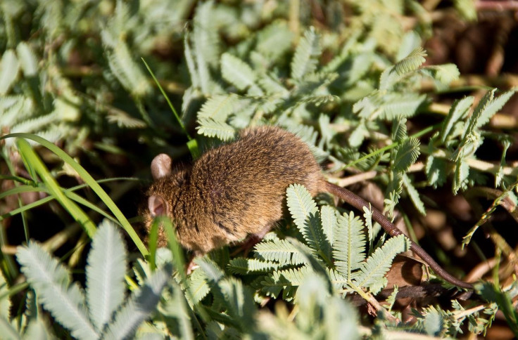 Antechinus Marsupial Mouse