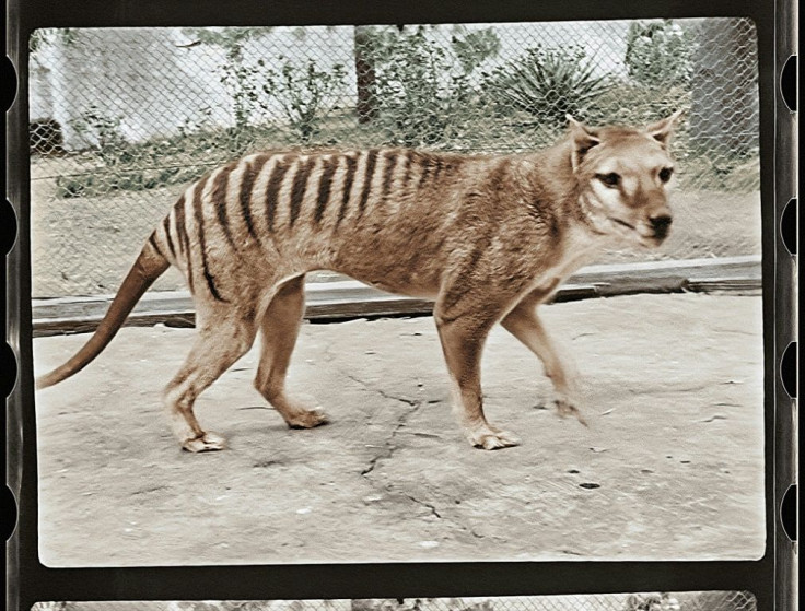 The Tasmanian tiger roamed in Australia and on the island of New Guinea before dying out about 85 years ago