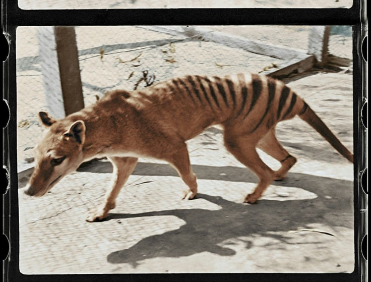 Century-old footage of the last known Tasmanian tiger in captivity has been brought to life by colourisation