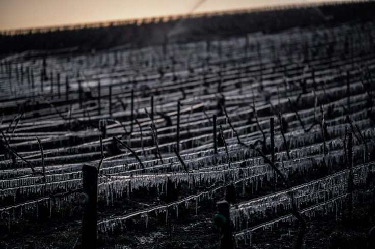 Chilled wine: the unseasonable cold earlier this year may see output in France test record lows