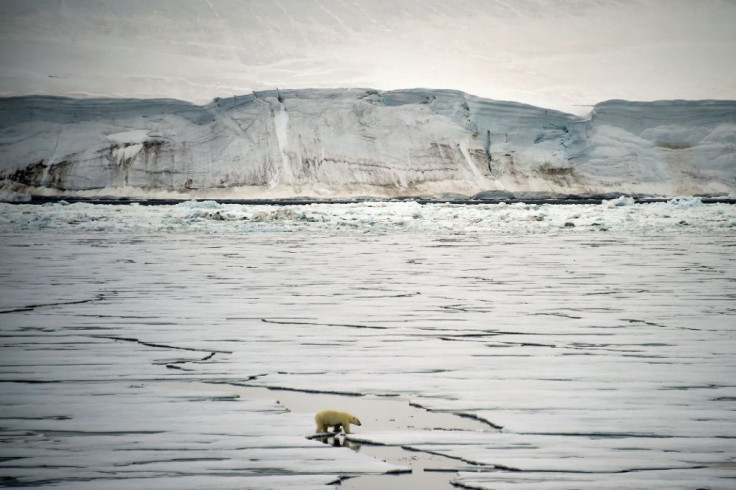 'The bears are the bosses here, this is their home,' says Dmitry Lobusov