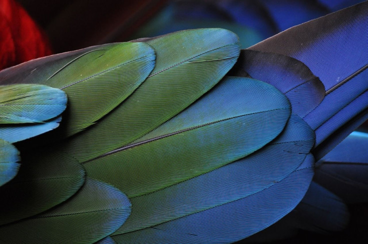 Parrot Bird Feathers