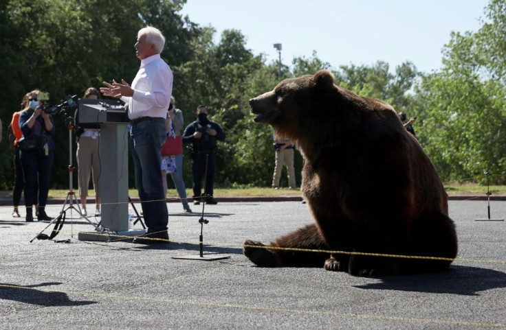 Among the 46 challengers for the governorship is John Cox, whio launched his campaign with the help of a huge Kodiak bear
