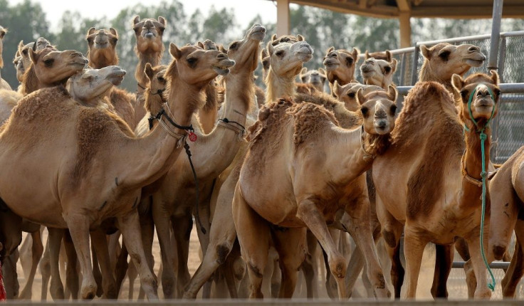 The Reproductive Biotechnology Center turns out around 20 camel calves per year