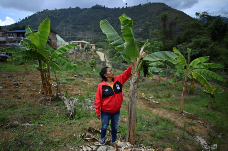 For the second year in a row, Colombia -- home of indigenous environmentalist Celia Umenza, picture in Tacueyo -- was the country with the highest number of people killed for their defense of nature, according to rights group Global Witness