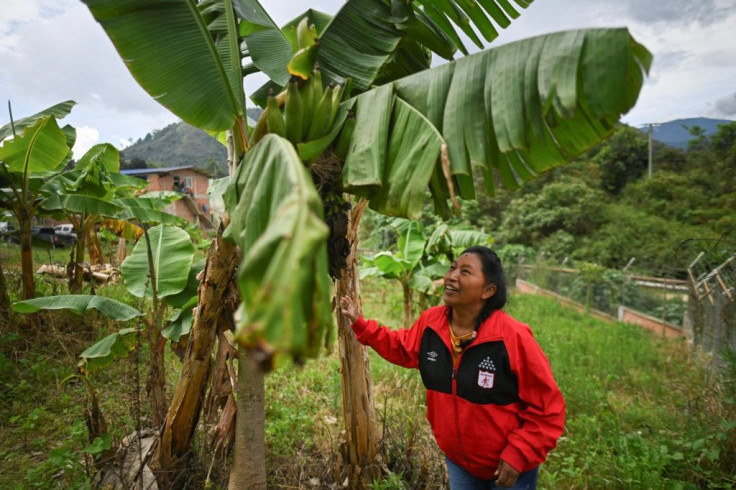 Near Toribio, where Celia Umenza lives and works, illegal gold mining contaminates water with mercury; further north, pesticides used in the cultivation of marijuana poison the soil