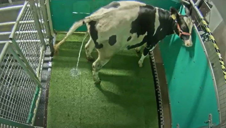 Scientists say they have successfully 'potty trained' cows to urinate in a designated toilet area