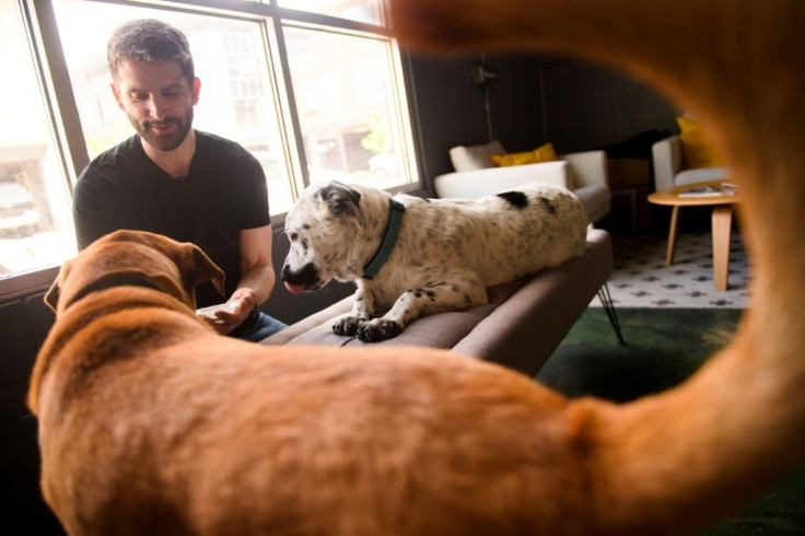 Rich Kelleman, co-founder and chief executive officer of Bond Pet Foods, feeds a sample of chicken protein to dogs