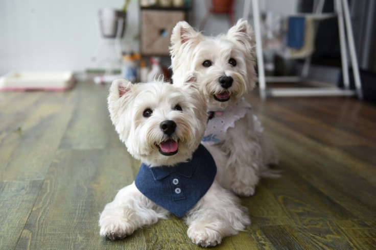 Terriers Sasha and Piper are pet influencers who earn thousands of dollars for product endorsement