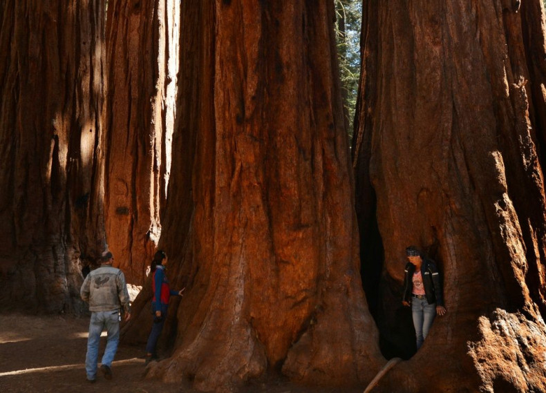 The giant sequoias of California are some of the biggest trees in the world, and a popular draw for tourists