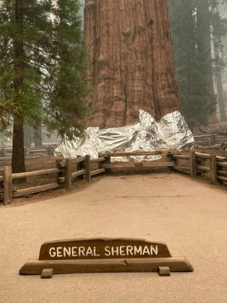 General Sherman, the world's biggest tree, has been wrapped in foil to protect it from flames