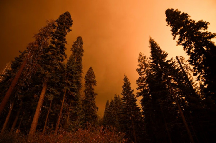 A dead tree (L) stands alongside living trees as smoke rises during the KNP Complex fire in the Sequoia National Forest near Red Fir, California on September 17, 2021