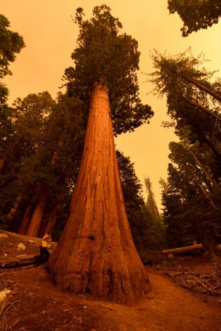Photographer Stuart Palley (L) takes photographs of giant sequoia trees among smoke filled skies in the "Lost Grove" along Generals Highway north of Red Fir during a media tour of the KNP Complex fire in the Sequoia National Park in California on Septembe