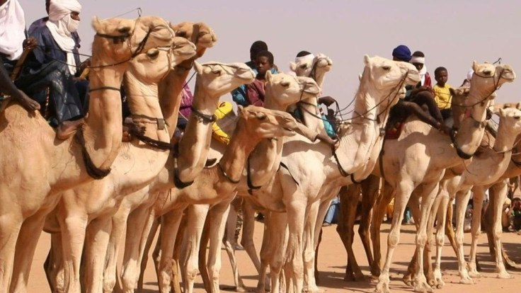 Sahara speedsters: Niger hosts major camel race