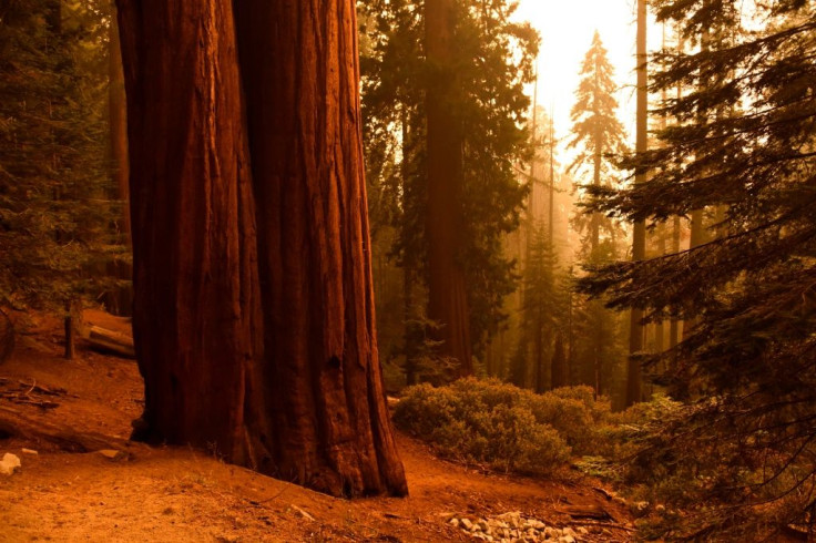 Giant sequoia trees are the largest trees in the world, but are still vulnerable to the terrifying wildfires raging through California