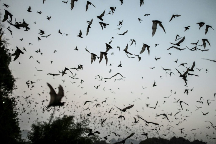 Researchers said their findings show that viruses genetically close to the SAR-CoV-2 pandemic virus 'exist in nature' among bat species
