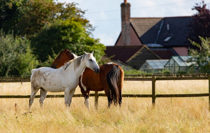 horses-5499465_1920