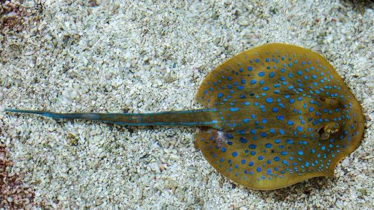 stingray