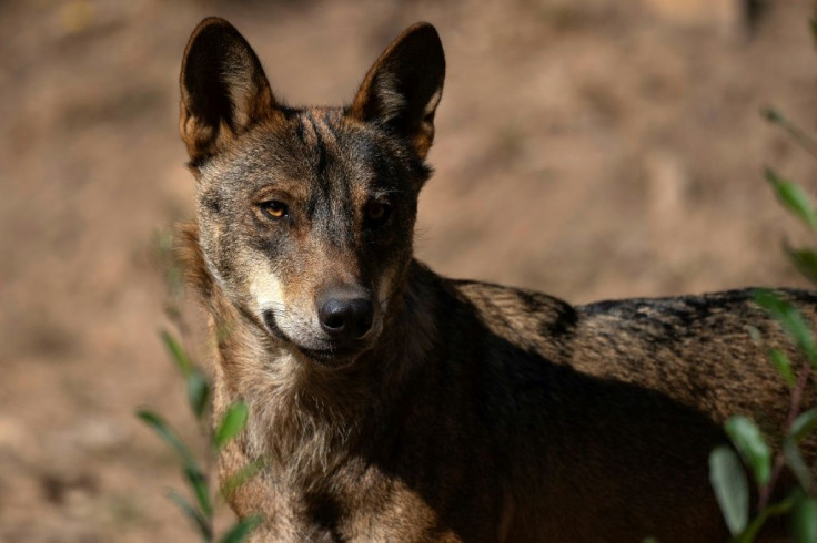 Hunting wolves is now illegal in northern Spain