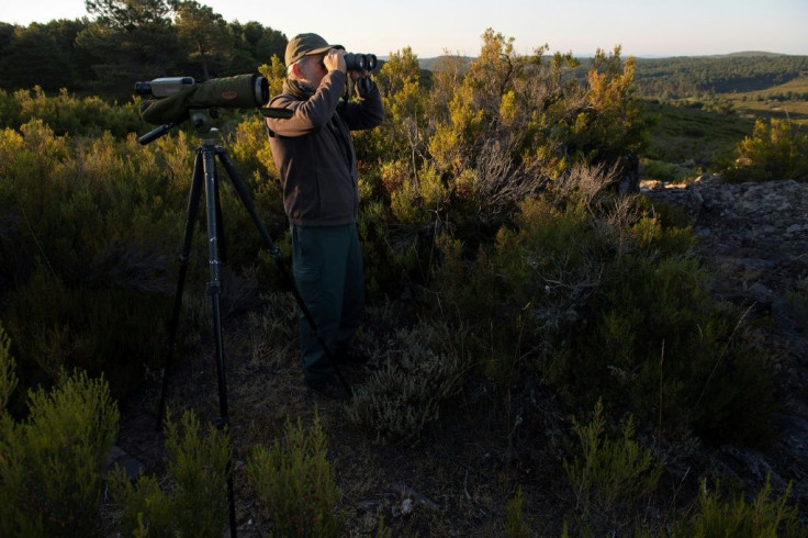 Forest ranger Carlos Zamora scans the horizon for wolves