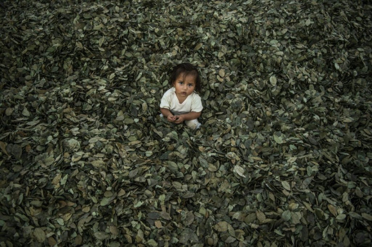 Peru is the world's second-largest producer of coca, after Colombia. About half of Peru's 49,000 hectares of coca plantations are found in the VRAEM valley