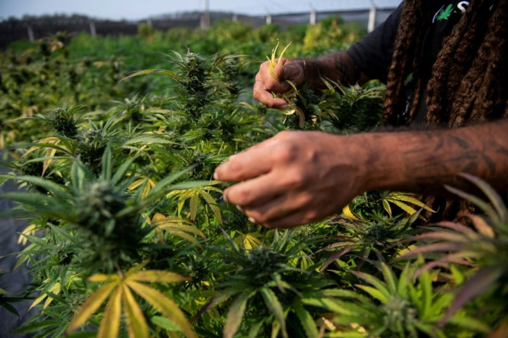 Brazilian agronomist Diogo Mantovanelli inspects cannabis plants at the Medical Cannabis Research and Patient Support Association (APEPI) production farm in Paty dos Alferes, Rio de Janeiro state, Brazil on September 9, 2021