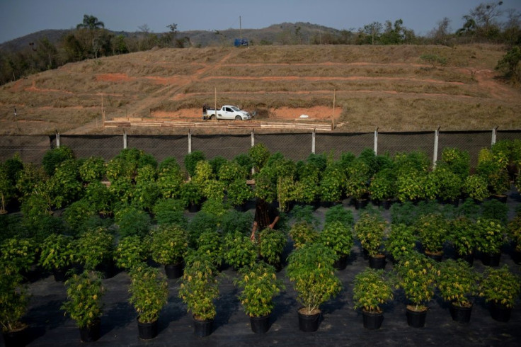 Cannabis plants are seen at the Apepi farm, which uses them to make therapeutic oil to help patients with seizures and other conditions