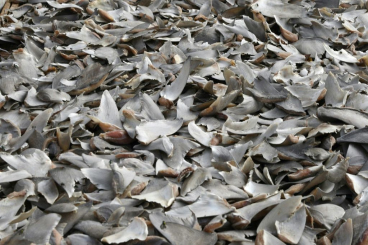 Thousands of shark fins on their way for sale in Hong Kong were seized in Colombia