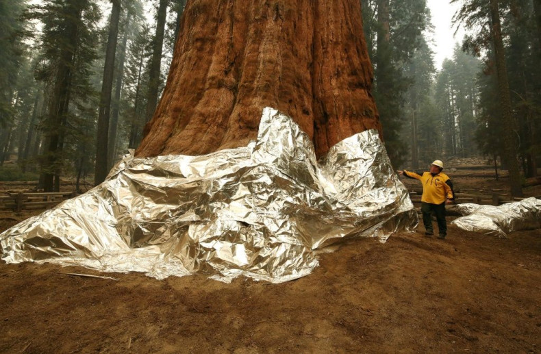 Flames got close to the General Sherman, the world's biggest tree, but were pushed back thanks to years of controlled burns that starved the fire of fuel