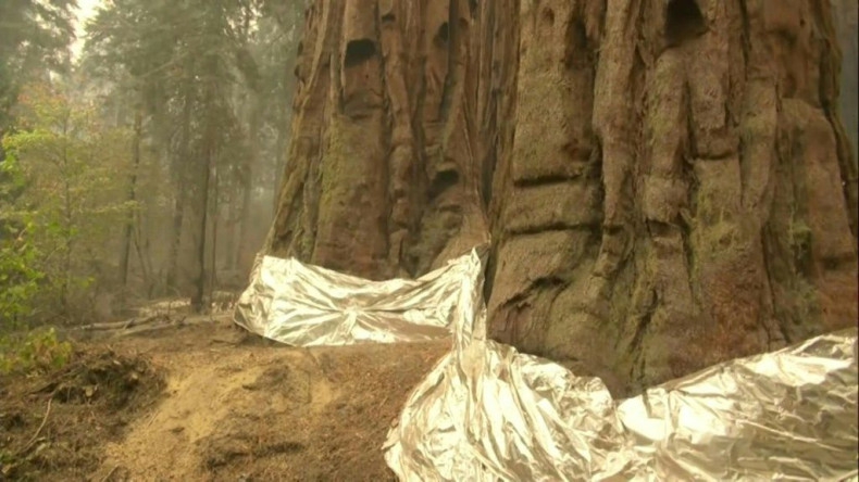 California's sequoias wrapped in foil as governor signs climate bill