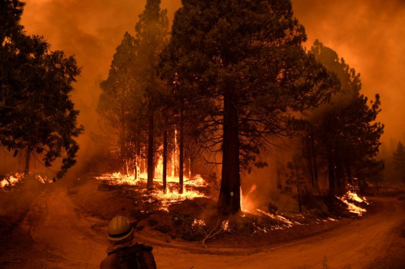 Parts of the Sequoia National Forest have burned in the most recent blazes