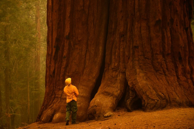 California redwood trees grow taller - over 100 metres - but sequoias are the largest trees by volume in the world