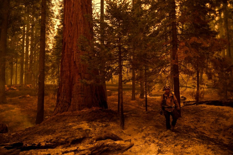 Sequoias can survive - and even thrive - in low-level fires, using the heat to open their cones and spread their seeds, but can be killed in the hotter, faster fires that are gripping California