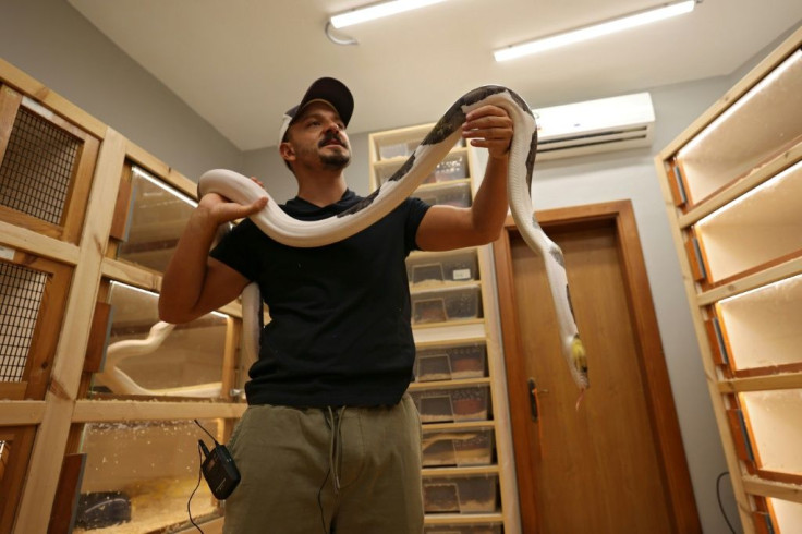 Saudi breeder Faisal Malaikah carries a reticulated python at his house in the Red Sea resort of Jeddah
