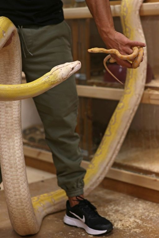 Crossbreeding the pythons takes time and patience, Malaikah says
