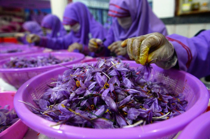 The harvest is sent to factories where gloved workers remove the red pistil