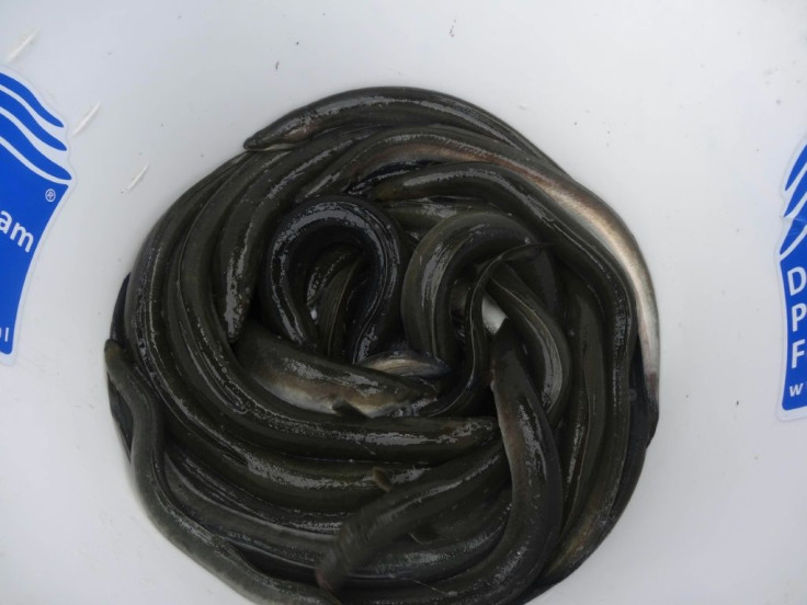 Researchers expressed concern about the effect on the life cycle of the protected European eel