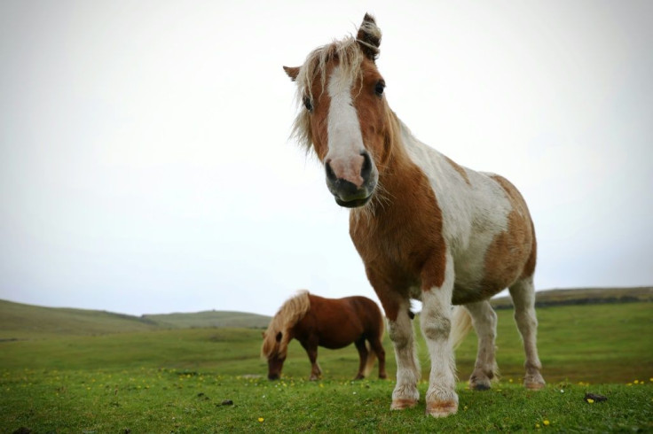 Shetland ponies have long drawn attention for their distinctive shape, size and rough hair