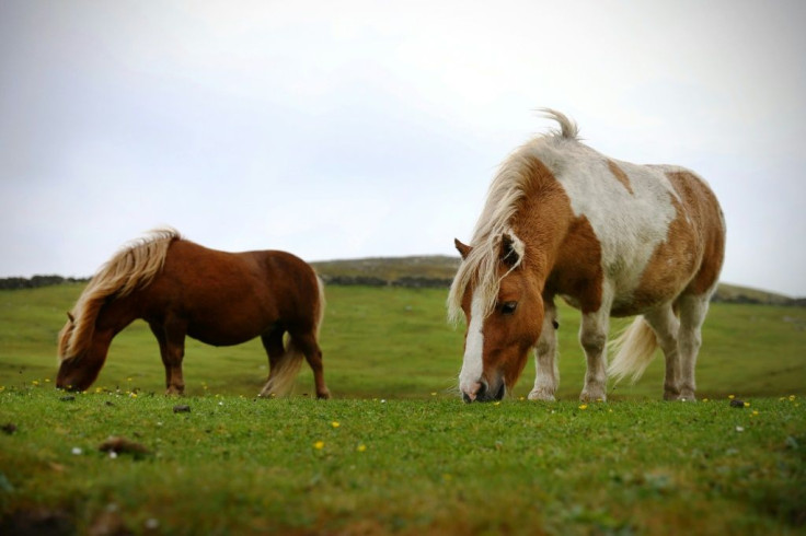 Because of their size, Shetland ponies are cheaper and easier to maintain than larger horses