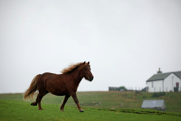 During the coronavirus pandemic, Shetland ponies saw their value soar to new highs