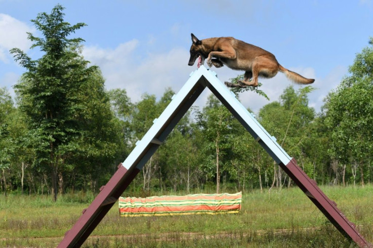 Joining Cambodia's fight against Covid-19 are 12 Belgian Malinois dogs trained to nose out unsuspecting patients who might be carrying the virus