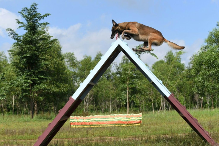 Joining Cambodia's fight against Covid-19 are 12 Belgian Malinois dogs trained to nose out unsuspecting patients who might be carrying the virus