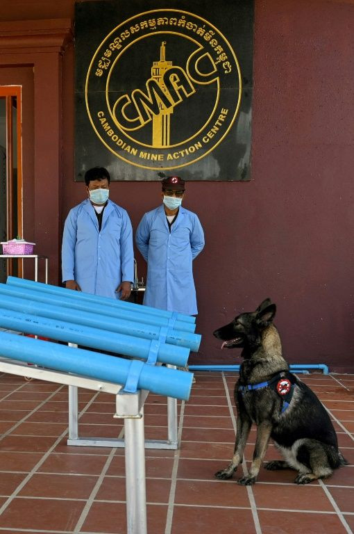 The dogs trainig to sniff out Covid in Cambodia have so far proven to be very good boys