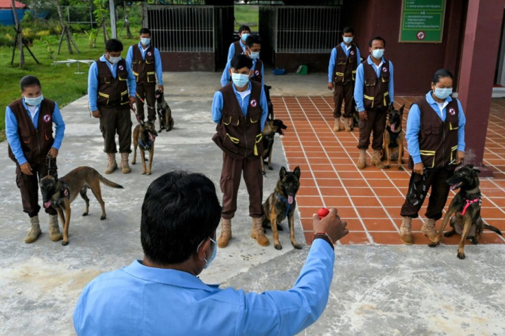 Cambodia's landmine detection authorities are training dogs to sniff out Covid-19