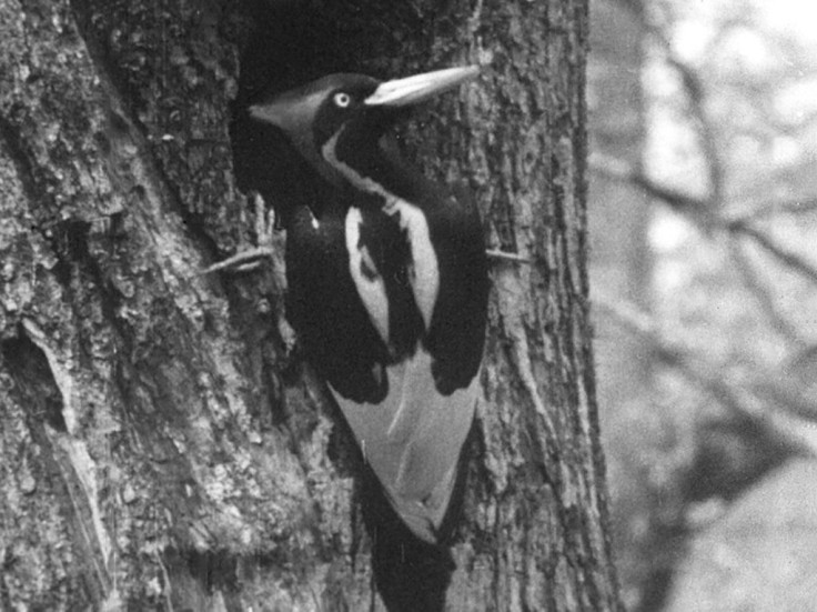 This handout photo obtained September 29, 2021, taken from movie footage recorded by Arthur Allen in Louisiana, 1935, and archived in the Macaulay Library at the Cornell Lab of Ornithology, shows an Ivory-billed woodpecker