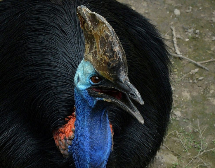 The Daintree rainforest is teeming with wildlife